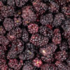 Gefriergetrocknete Brombeeren