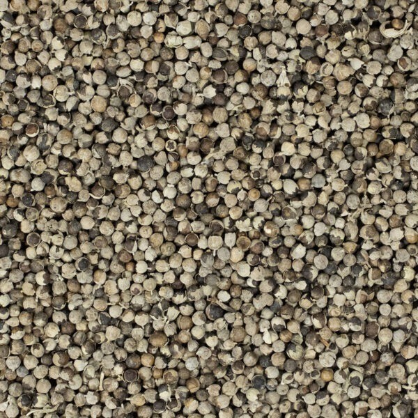 Mönchspfeffer ganz