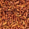 Bird’s Eye Chili