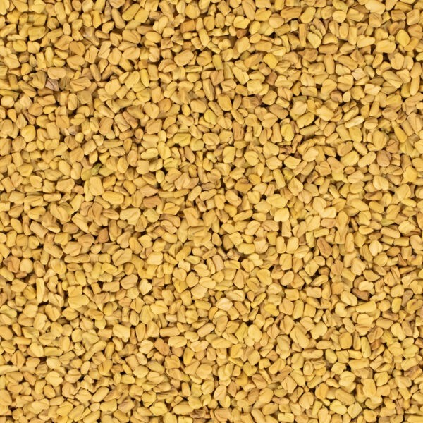Bockshornkleesamen