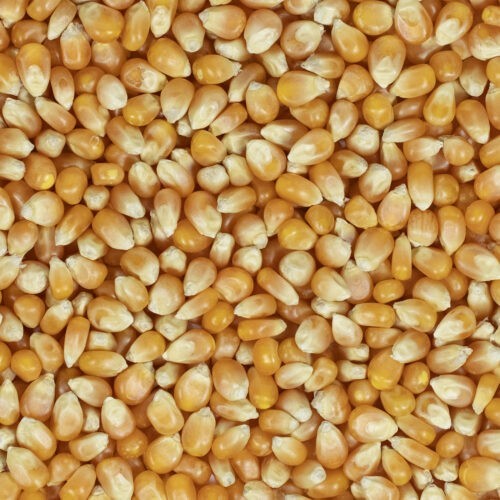 Popcorn-Mais