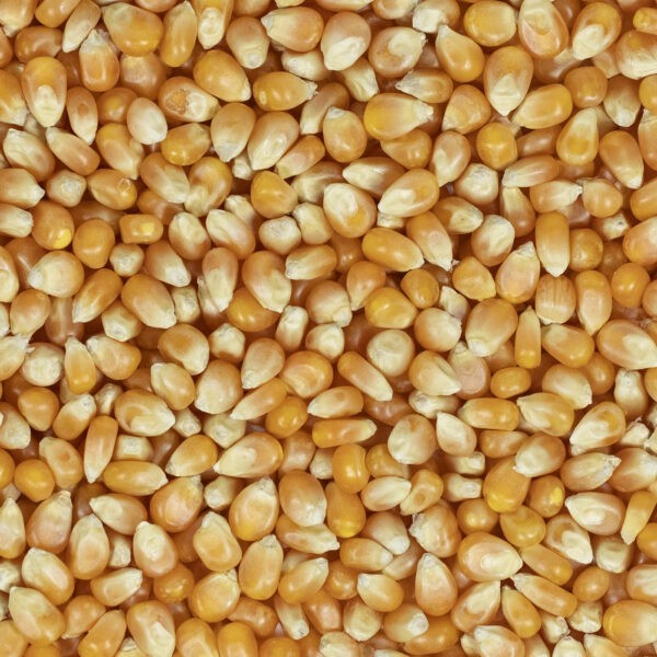 Popcorn-Mais