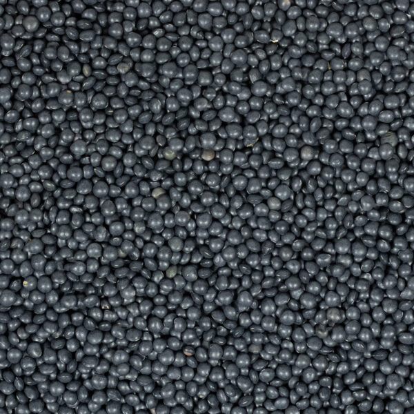 Beluga Linsen