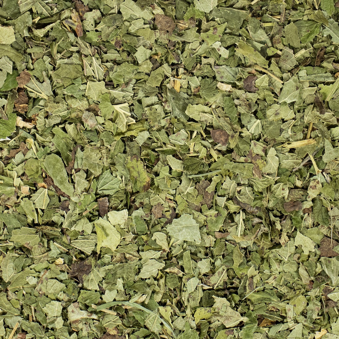 Schwarze Johannisbeerblätter